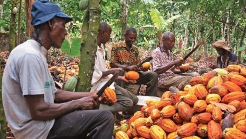 Cacao Cameroun