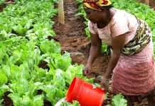Le Togo améliore l’accès au crédit pour les maraîchers