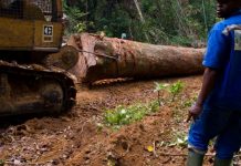Vers le report d’un an de l’entrée en vigueur de la loi anti-déforestation