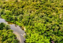 Les forêts du bassin du Congo cachent un potentiel inexploité qui se chiffre en milliers de milliards de dollars