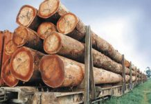 Le Cameroun enregistre ses exportations de bois et grumes les plus faibles des 5 dernières