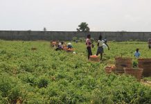 La croissance agricole du Cameroun s’effondre de 5,2% à 1,1% en 2025 Agriculture