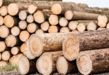 11 milliards Fcfa de la Banque mondiale pour lancer une zone industrielle du bois à Bertoua