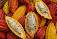 Le Cameroun sacré médaille d’or à Amsterdam pour le cacao de Kyé-Ossi Cacao