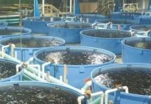 Le Cameroun valide un plan piscicole pour 2027 afin d’accroître l’offre locale et de réduire les importations