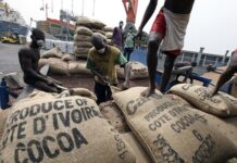 En Côte d’Ivoire, les prix du cacao ont atteint un niveau record de 2500 Fcfa le kilo Cacao