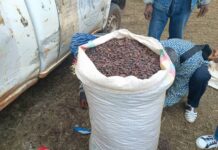 Le prix de la fève de cacao passe sous la barre de 2000 Fcfa/Kg au départ de Douala