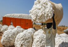 En raison de précipitation irrégulière, la production de coton chute à nouveau et le Mali perd sa place de 1er producteur