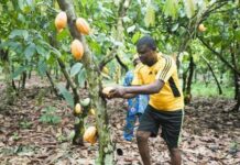 La chute des prix du cacao met fin à l’euphorie des producteurs camerounais