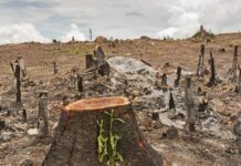 La déforestation au cœur d’un atelier stratégique à Yaoundé