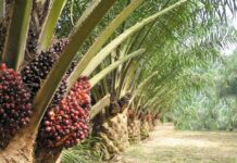 Au Cameroun, l’huilerie industrielle Socapalm cède ses champs d’Eséka à Opalm