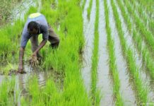 Le Cameroun va investir 98 milliards Fcfa pour produire 46 700 tonnes de riz en trois ans dans le nord du Cameroun
