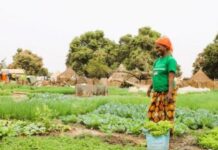 Yaoundé, terre d’accueil du forum latino-américain sur la stratégie camerounaise de substitution aux importations