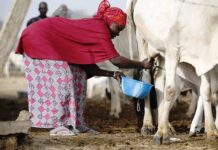 Le Cameroun renforce ses capacités de transformation laitière dans le Nord