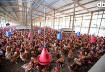 BGFIBank Cameroun au cœur de l’élevage moderne à Banka