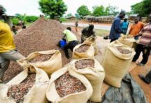 Côte d’Ivoire, Ghana, Nigeria et Cameroun signent l’Alliance d’Abuja sur la valorisation du cacao