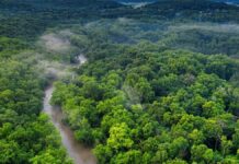 La CEA fédère les États autour de solutions pour accélérer la création de valeur dans la filière bois en Afrique centrale