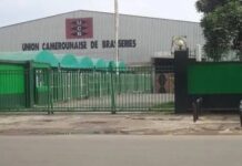 Le brasseur UCB vise 5 millions d’hectolitres d’ici 2030 pour concurrencer les Boissons du Cameroun