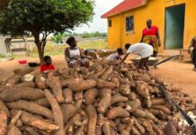 Un programme soutenu par l’UE ouvre un guichet d’aide aux PME des filières cacao, bois et manioc