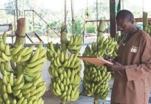 PHP, premier exportateur de bananes du Cameroun, enregistre 10,4 milliards de FCFA de pertes en deux ans