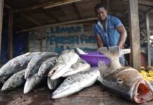 L’industrie du poisson génère 573 milliards de Fcfa pour l’économie camerounaise et soutient 180 000 emplois